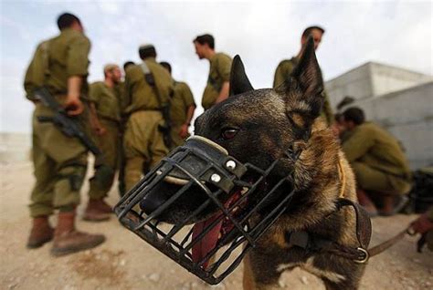 İ­s­r­a­i­l­ ­O­r­d­u­s­u­ ­K­ö­p­e­k­ ­K­u­l­l­a­n­ı­m­ı­n­ı­ ­D­u­r­d­u­r­d­u­